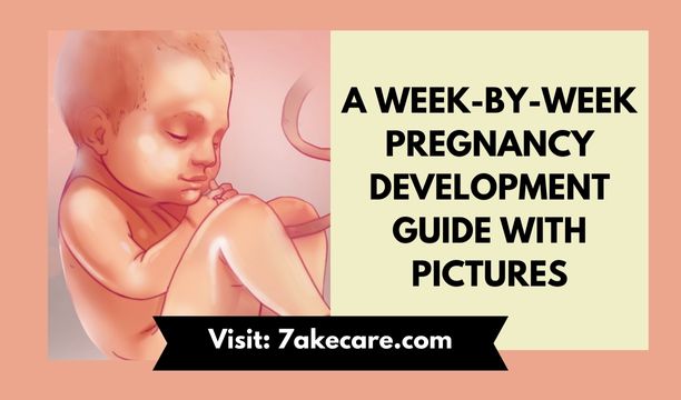 A Week-by-Week Pregnancy Development Guide with Pictures